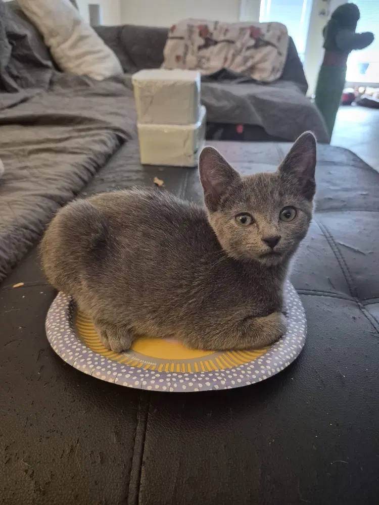 Swedish Fish - Domestic Short Hair