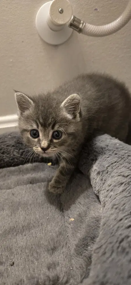 Lila - Domestic Short Hair