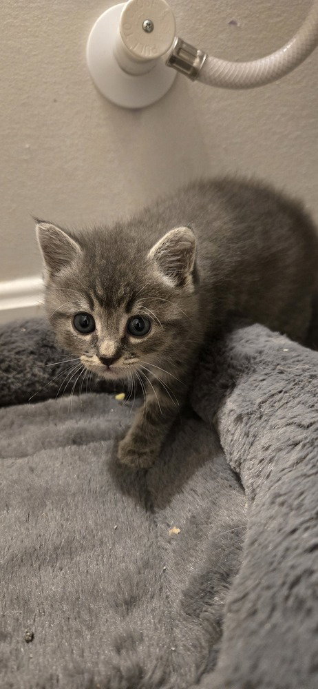 Lila, a cat for adoption from Partnership for Animal Welfare