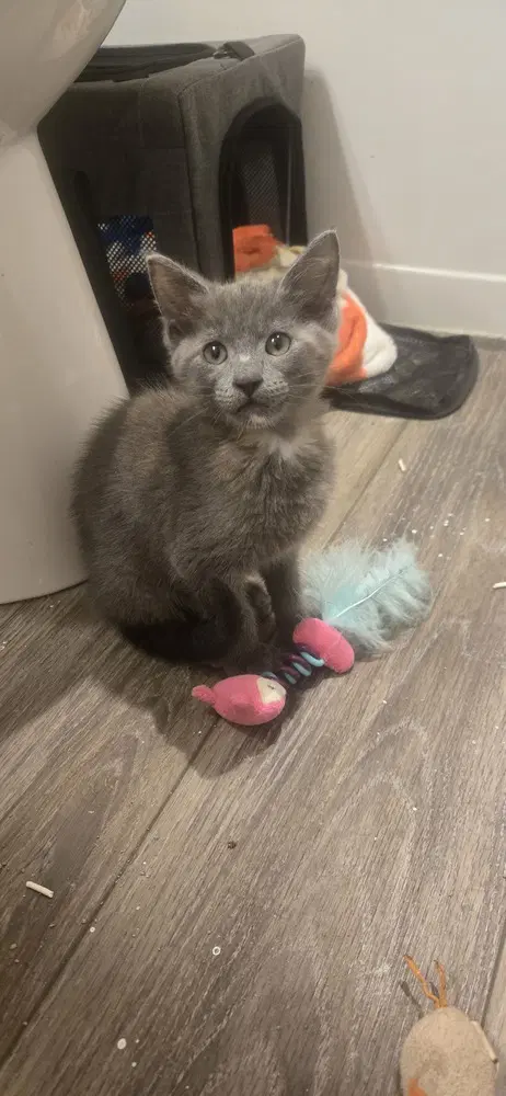 Zo - Domestic Short Hair