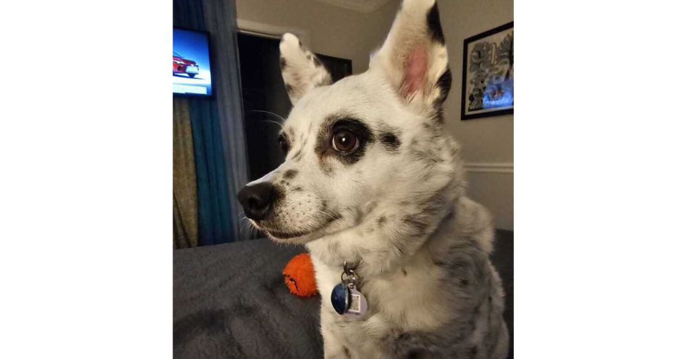 Haru, dog — photo 1 of 4