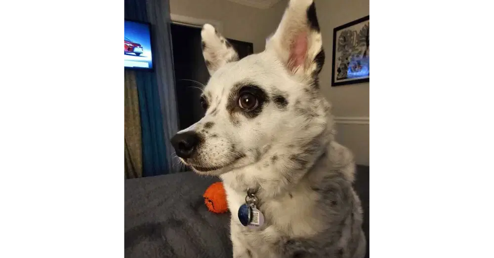 Haru - Chihuahua