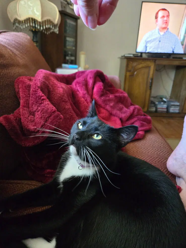 Lilli - Domestic Short Hair