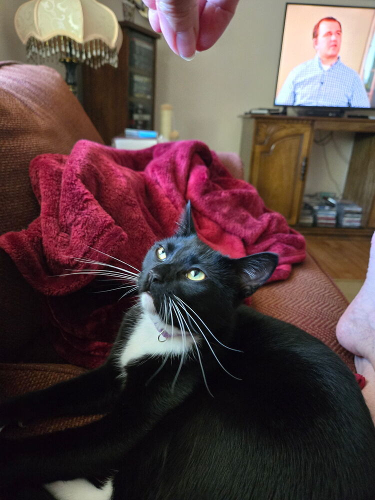 Lilli