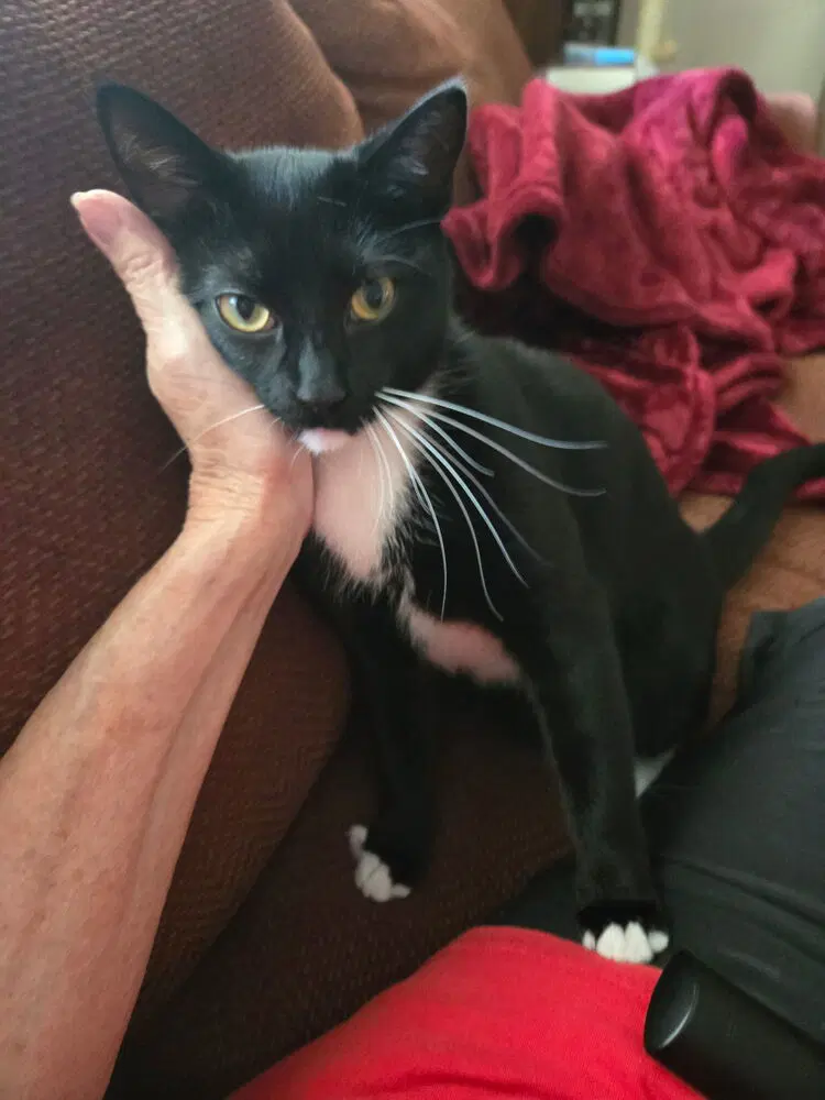 Lilli image 2