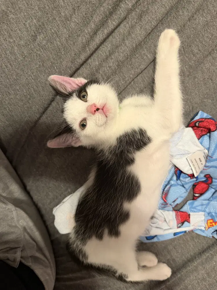 Winston - Domestic Short Hair
