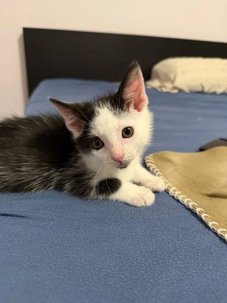 Charles - Domestic Short Hair