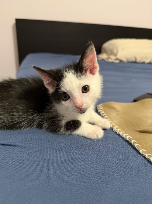 Charles, a Domestic Short Hair (short coat) cat for adoption in Greenbelt, MD, photo 1 of 3