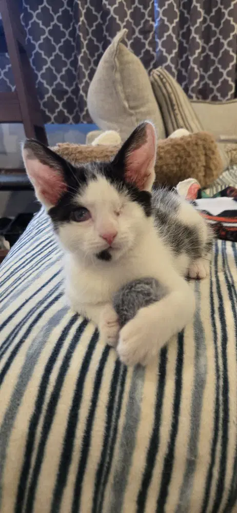 Franklin - Domestic Short Hair