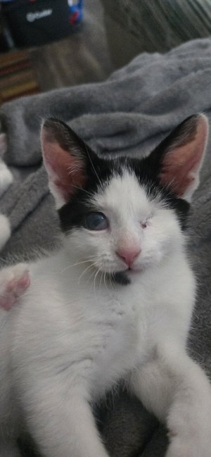 Franklin, photo 2