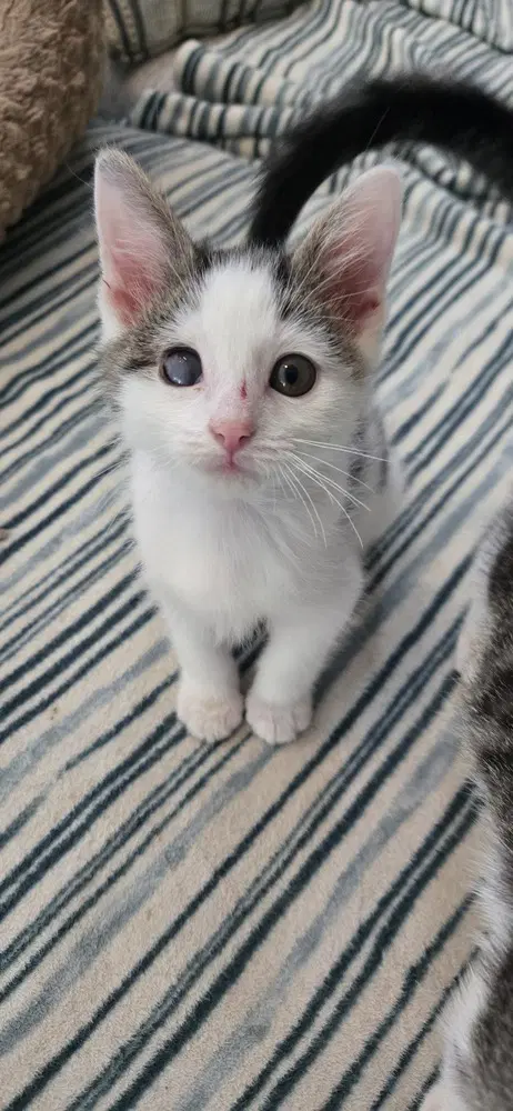 Harry - Domestic Short Hair