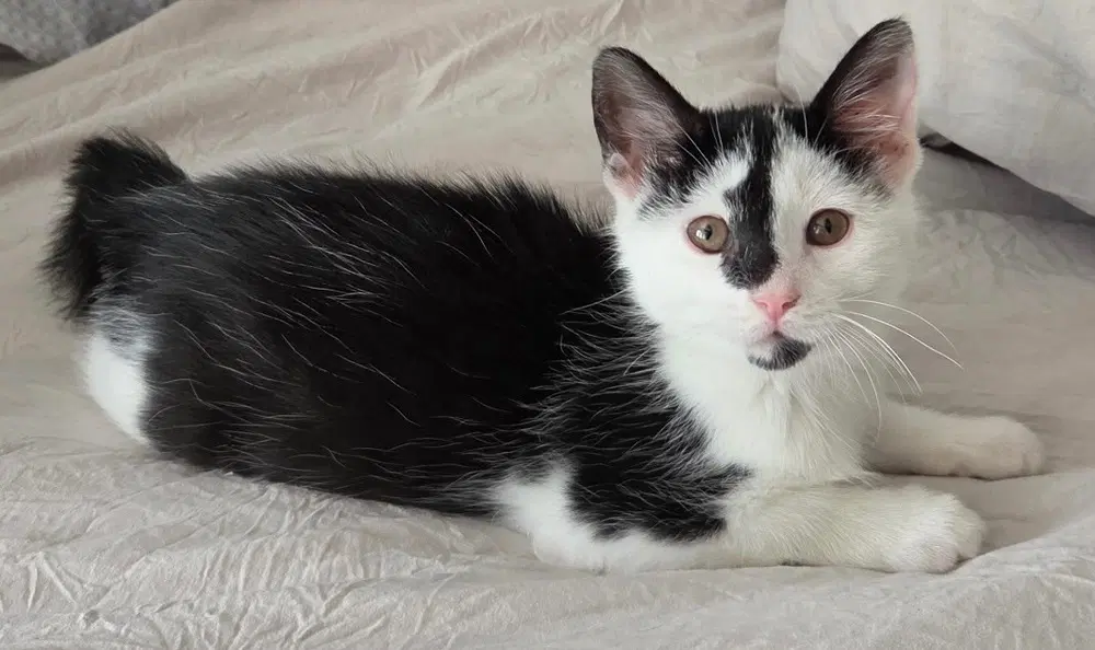 Rosie - Domestic Short Hair