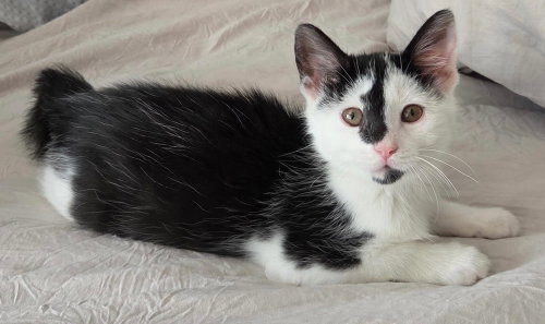 Rosie, a Domestic Short Hair (short coat) cat for adoption in Greenbelt, MD, photo 1 of 3