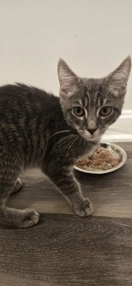 Milo - Domestic Short Hair