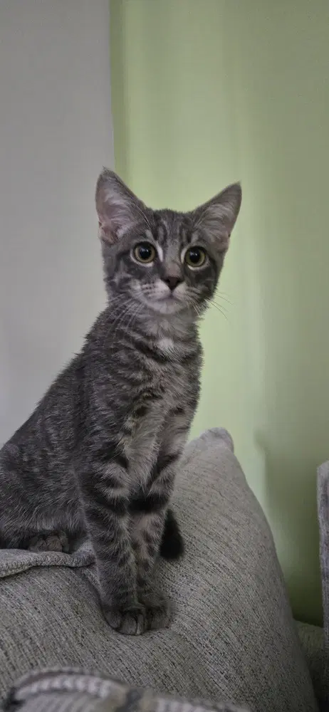 Milo - Domestic Short Hair
