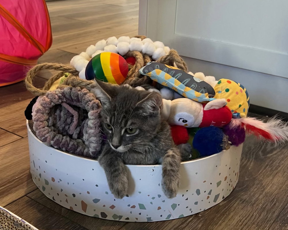 Milo, photo 3