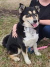 adoptable Dog in Millersville, MD named Buddy - Fee Sponsored!