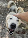 Charlie - Photo 4