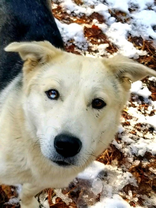 CHARLIE - Siberian Husky / Shepherd available for adoption