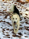 Charlie - Photo 6