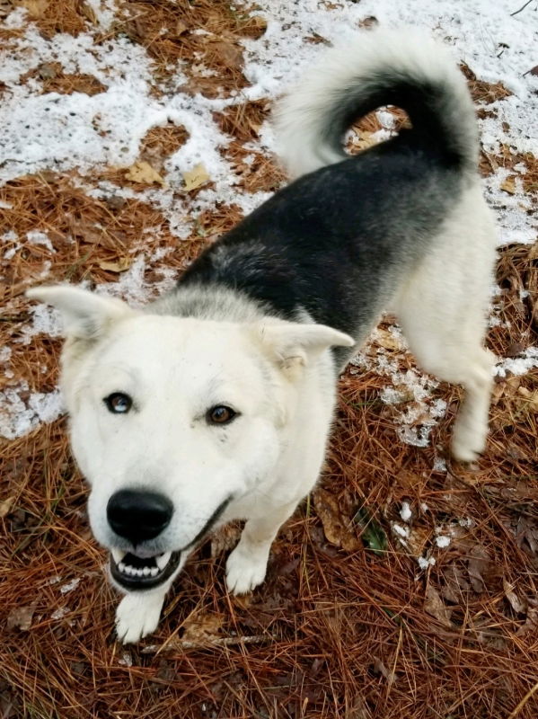 adoptable Dog in Millersville, MD named Charlie