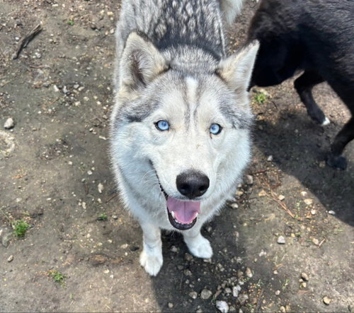 picture of the dog needing adoption