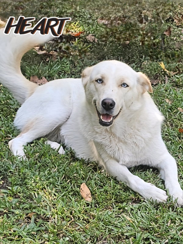 Nana Image