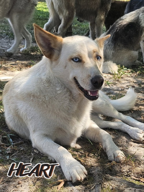 NANA - Husky available for adoption
