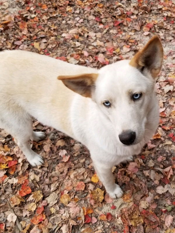 adoptable Dog in Glen Rock, NJ named Blue