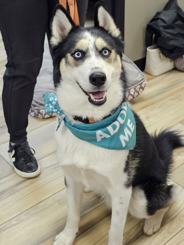 Dog Adoption In Millersville, MD 21108: Siberian Husky (long Coat) Dog ...