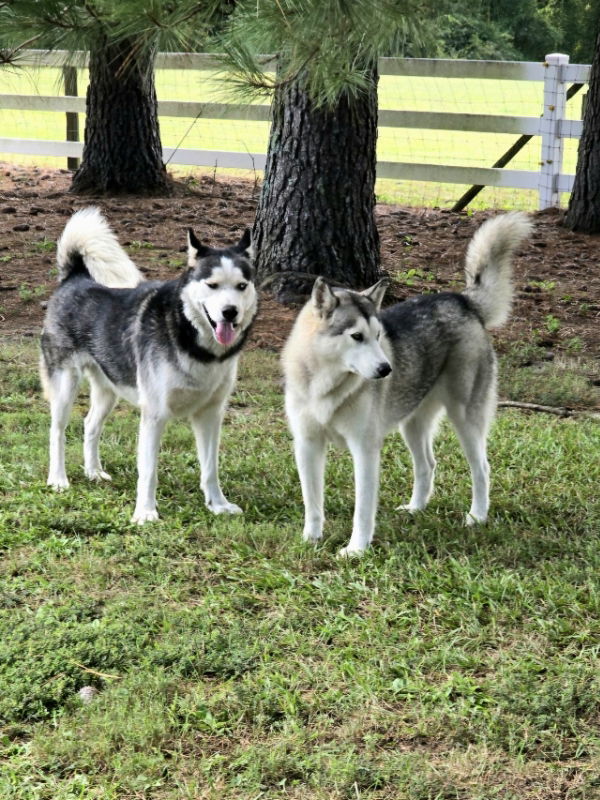 adoptable Dog in Oakville, CT named Ally and Jackson