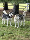 adoptable Dog in , CT named Ally and Jackson