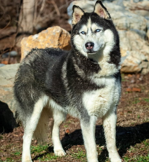 BRAUN - Siberian Husky available for adoption