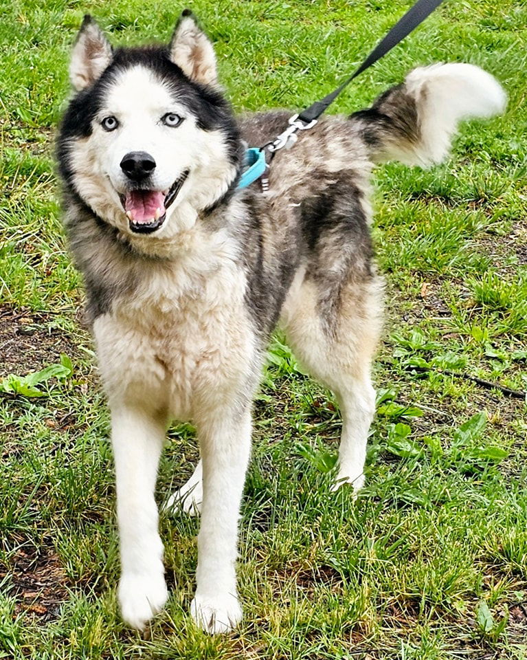 adoptable Dog in Millersville, MD named Dreyer