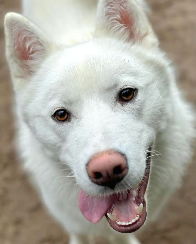 adoptable Dog in Millersville, MD named Snow