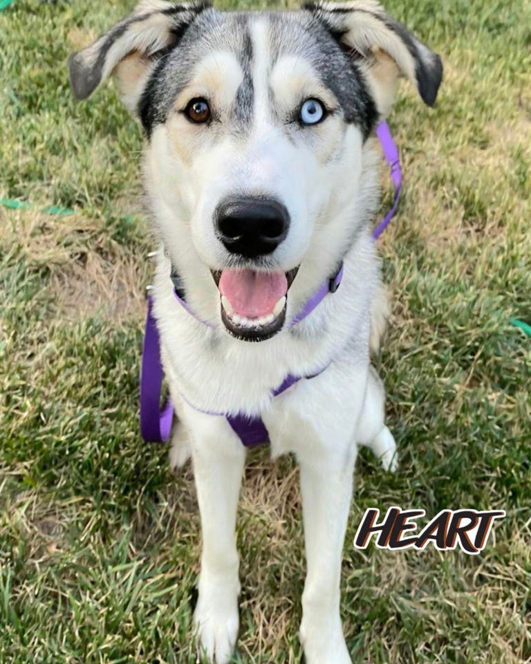 adoptable Dog in Millersville, MD named Leena - ON HOLD - NO MORE APPLICATIONS