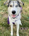 adoptable Dog in , MD named Leena - ON HOLD - NO MORE APPLICATIONS