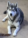 adoptable Dog in  named Malachi - ON HOLD - NO MORE APPLICATIONS