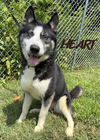 adoptable Dog in , MD named Delilah