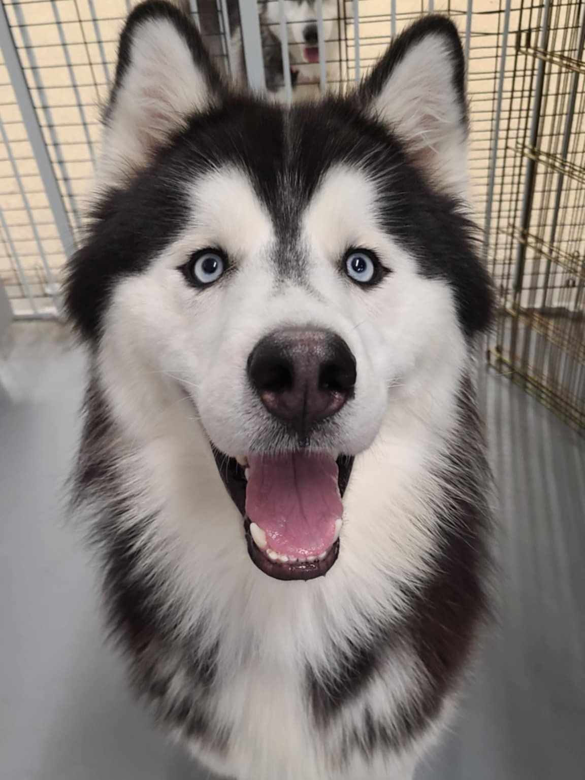 adoptable Dog in Millersville, MD named Cumulus