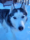 adoptable Dog in  named Talia