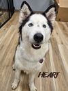 adoptable Dog in  named Shiloh - ON HOLD - NO MORE APPLICATIONS