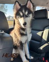 adoptable Dog in  named Bronco