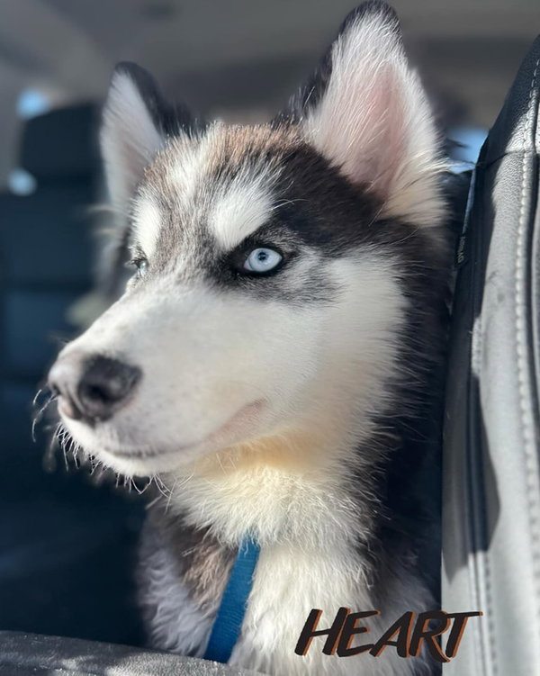 Bronco - ON HOLD - NO MORE APPLICATIONS