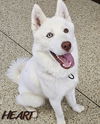 adoptable Dog in  named Asta
