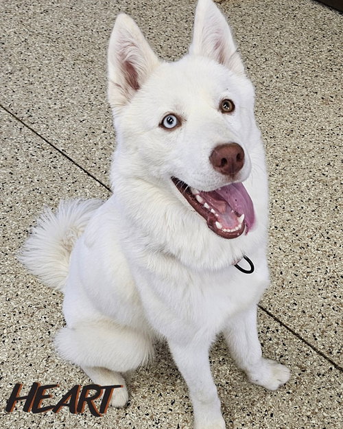 picture of the dog needing adoption