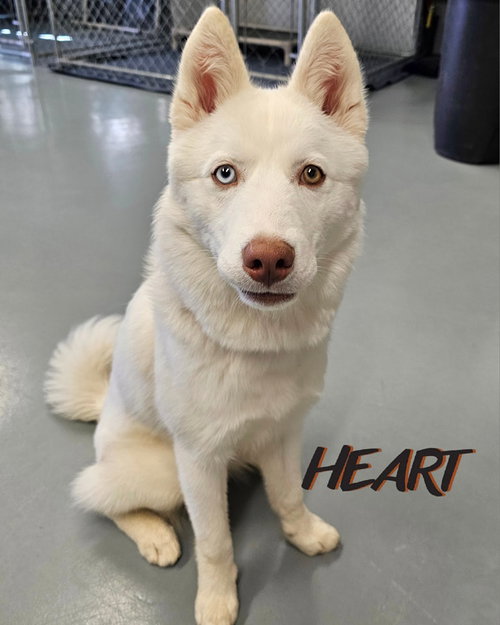 ASTA - Siberian Husky available for adoption