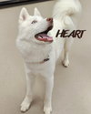 Asta - Photo 3