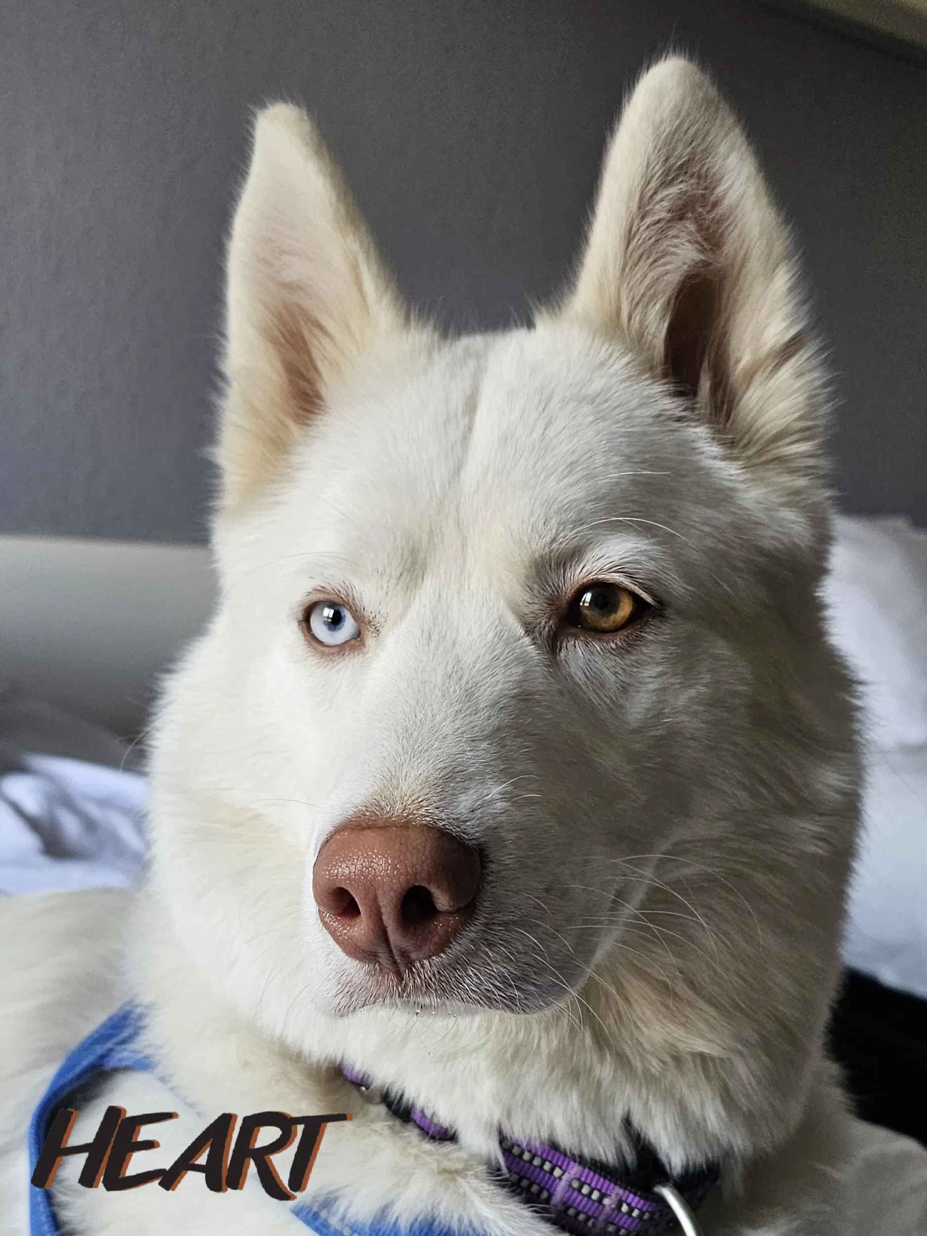 Asta - Siberian Husky
