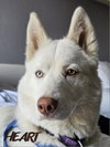 Asta - Photo 1